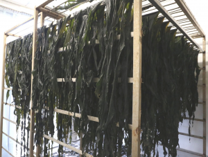 Drying Kombu